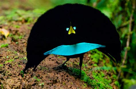 The Colorful Personalities of Birds of Paradise: Understanding their Behavior